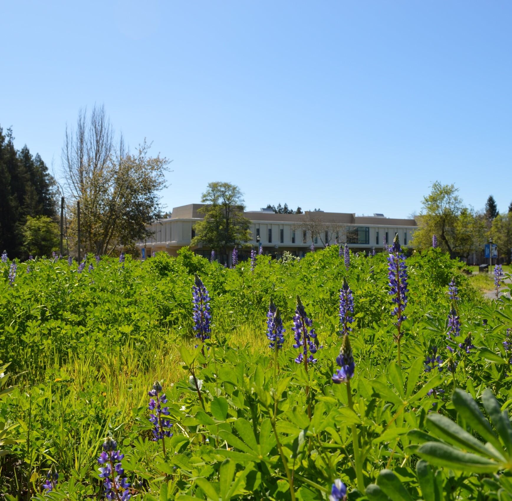 lupine flowers
