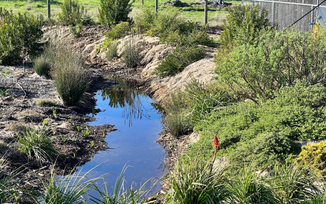 a stream between bioswales