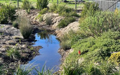 From Pasture to Percolation: One Resident’s Effort to Recharge Groundwater