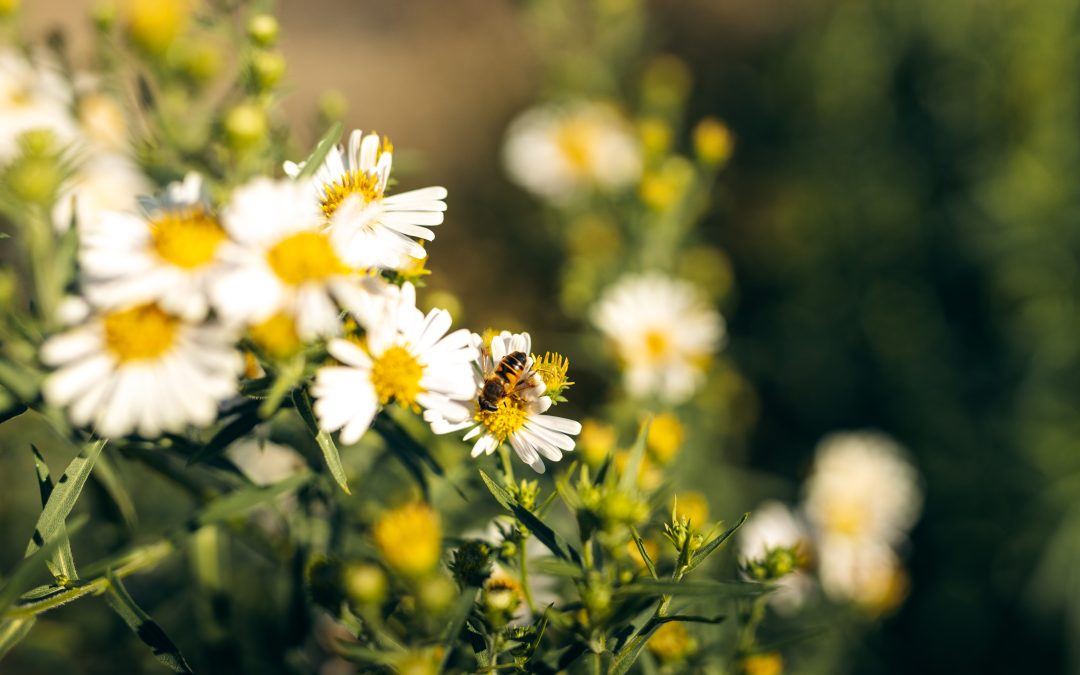 bee on flower