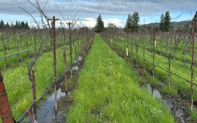 Putting Stormwater to Work: Recharge Pilots Underway