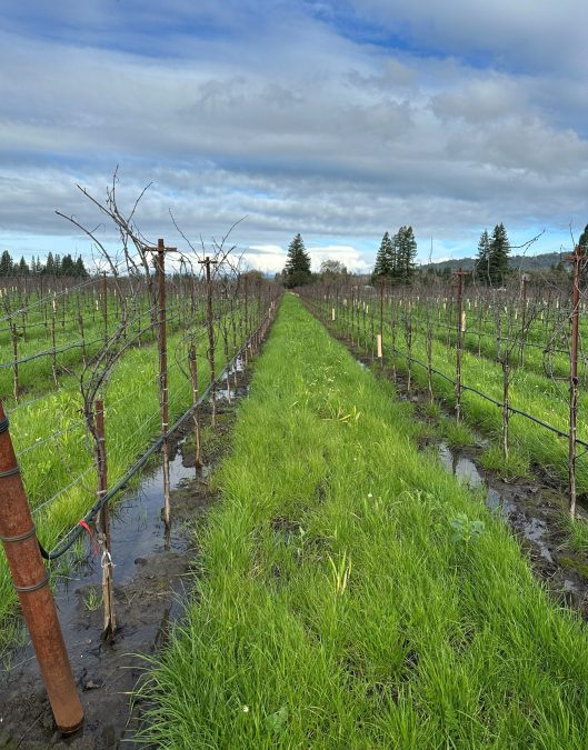 vineyard in winter with bare vines, green cover crops and water on the ground