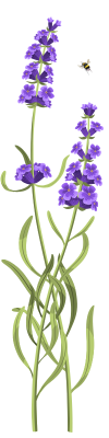 an illustration of a lavender plant with a bee buzzing nearby