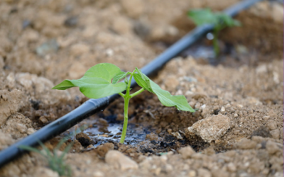 Water Use Efficiency Assessment & Pilot in Santa Rosa Plain