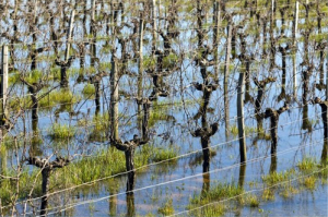 Stormwater Recharge Planning in Santa Rosa Plain